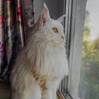 Эльза. :: Борис Калитенко