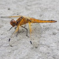 Рыжая стрекоза перед дождём :: Константин Штарк