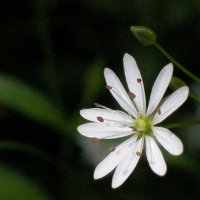 Звездчатка. :: Наталья Лунева 