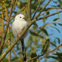 ополовник :: gawrilа - dan