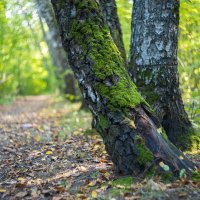 Мох на берёзе :: Александр Синдерёв