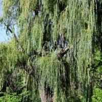 Большая парковая ива :: Светлана Тихонина Большая парковая ива :: Светлана Тихонина