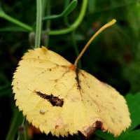 Ранняя осень :: светлана льдокова