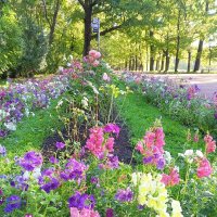 Львиный зев :: Сапсан 