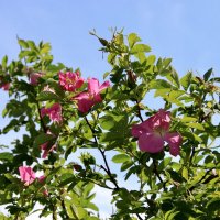 Ароматный шиповник :: Любовь 