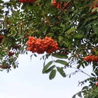 Рябина из Парка 300- летия Санкт-Петербурга! :: Светлана Калмыкова Калмыкова