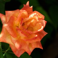 Оранжевая  Флорибунда :: Валентин Семчишин