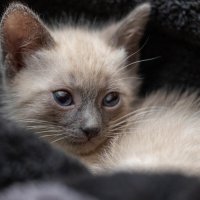 "Моя ПрелестЬ" :: ivan38566 Овчинников