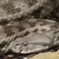 Змея :: <<< Наташа >>> Змея :: <<< Наташа >>>