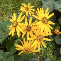 Сентябрьские :: Валерий Иванович