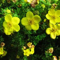 Лапчатка цветёт :: Людмила Смородинская