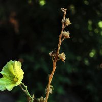 Мальва :: Юрий Гайворонскiий