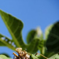 обед :: Oksana Verkhoglyad