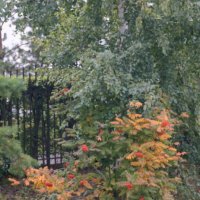 осень краски раздает. :: сергей ермошкин осень краски раздает. :: сергей ермошкин