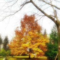 Осень :: Любимова Ольга 