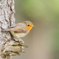 Зарянка или малиновка. :: Виктор Евстратов Зарянка или малиновка. :: Виктор Евстратов