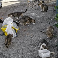 Кошки и кормёшки 2025г :: ujgcvbif 