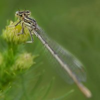 Плосконожка обыкновенная :: Надежда Куркина Плосконожка обыкновенная :: Надежда Куркина