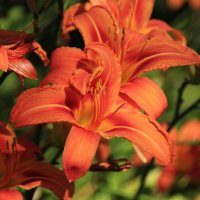 Оттенки июля ... :: Татьян@ Ивановна Оттенки июля ... :: Татьян@ Ивановна