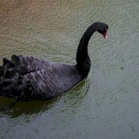 Чёрный Лебедь в ОСЕНЬ :: Владимир Максимов Чёрный Лебедь в ОСЕНЬ :: Владимир Максимов