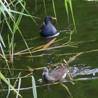 Камышница и камышонок :: Рита Симонова