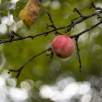 Яблоко на ветке :: Александр Синдерёв