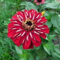 Цинния великан красный :: Наиля Цинния великан красный :: Наиля