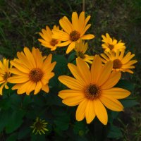 Гелиопсис :: Наиля Гелиопсис :: Наиля