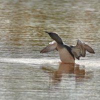 Гагара :: Игорь Шабалин