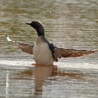 гагары :: Игорь Шабалин