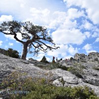 Природа Крыма :: Amazing Cosmea