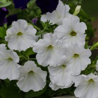 *** :: Виктор Иванович Чернюк *** :: Виктор Иванович Чернюк