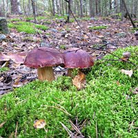 Парочка :: Евгений Корьевщиков