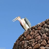 ПОГОВОРИМ, БРАТ. :: Андрей Андреев Андреев