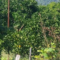 Апельсиновая роща :: Ирэн 