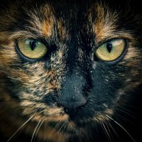 *** :: Николай Чекалин