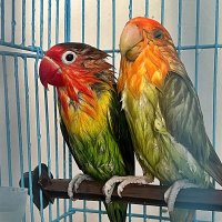 ПОПУГАЙЧИКИ   ПОСЛЕ   КУПАНИЯ :: Анатолий Малобродский