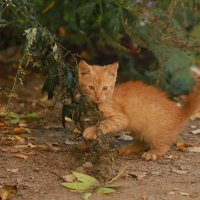 .. :: Елена Сиднина