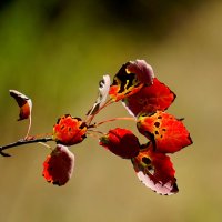 вот и сентябрь 2 :: Александр Прокудин