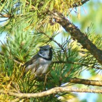 хохлатая синица или гренадёрка :: gawrilа - dan