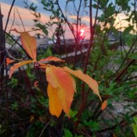 Черёмуха :: Сапсан 