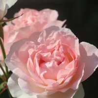 Летне-цветочное :: Наталья Герасимова