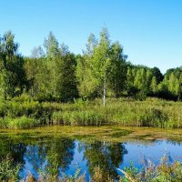 Лесное озеро. :: Милешкин Владимир Алексеевич 
