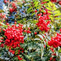 Гроздья рябины красной :: Veera V