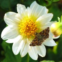 *Толстоголовка Альцея и георгина :: Валентин Семчишин