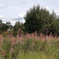 Это было в августе :: Галина Минчук