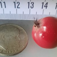 Боярышник как Райка :: Сеня Белгородский