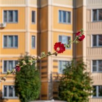 Мальва расцвела в сентябре :: Валерий Иванович Мальва расцвела в сентябре :: Валерий Иванович