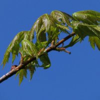 Детали природы :: Роман Савоцкий