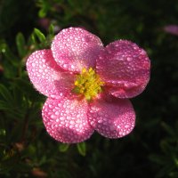 Лапчатка в росе :: Людмила Смородинская